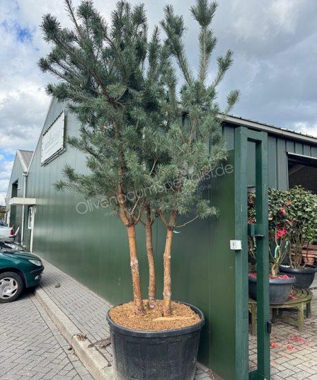 Pinus sylvestris Mehrstamm kaufen