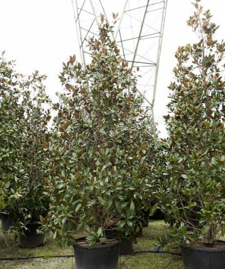 Magnolia grandiflora Pyramidenform