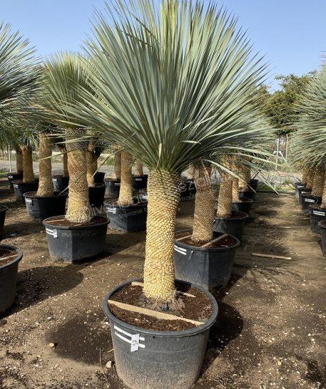 Yucca Palme kaufen