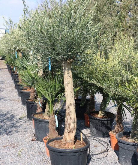 Olivenbaum kaufen 30/40cm Stammumfang Hochstamm