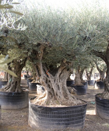 Olivenbaum Regional in voller Große aus Pyrenäen 160/180cm Stammumfang