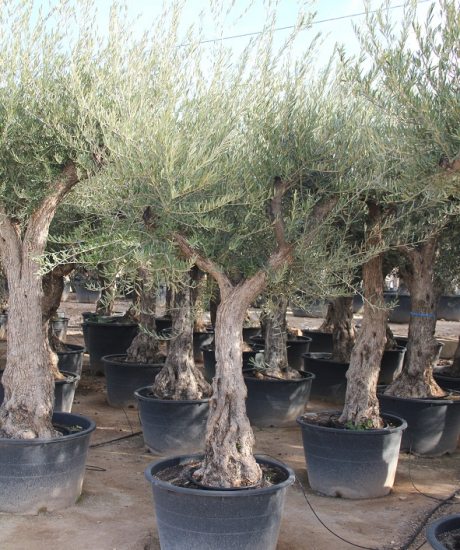 ße aus Pyrenäen Olivenbaum aus den Pyrenäen. Kaufen Sie in voller Größe	 Olivenbaum Regional kaufen in voller Große aus Pyrenäen 40/60cm Stammumfang