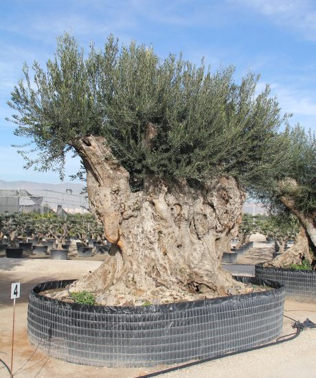 Olivenbaum sehr groβ kaufen